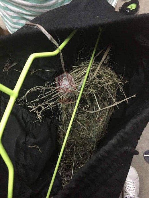Chinese Student Discovers Bird Nest in Pants After Leaving Them Outside for 2 Weeks - World Of Buzz 2