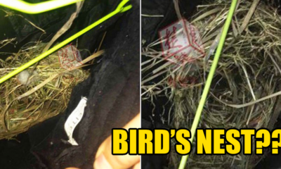 Chinese Student Discovers Bird Nest In Pants After Leaving Them Outside For 2 Weeks - World Of Buzz 4