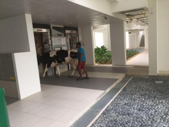 Cow Spotted Entering Singapore Apartment's Elevator, Netizens Freak Out - World Of Buzz 1