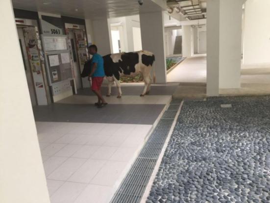 Cow Spotted Entering Singapore Apartment's Elevator, Netizens Freak Out - World Of Buzz 2