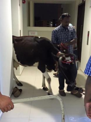 Cow Spotted Entering Singapore Apartment's Elevator, Netizens Freak Out - World Of Buzz 3