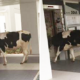 Cow Spotted Entering Singapore Apartment'S Elevator, Netizens Freak Out - World Of Buzz 5