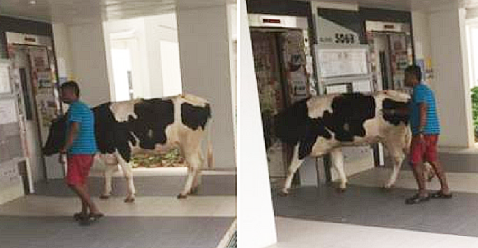 Cow Spotted Entering Singapore Apartment's Elevator, Netizens Freak Out - World Of Buzz 5