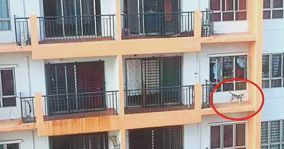 Dog Left On Ledge In Taman Oug High Rise Apartment Building - World Of Buzz 2