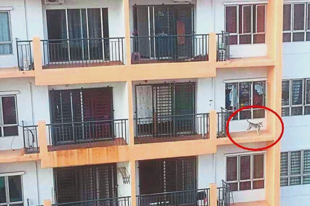 Dog Left On Ledge In Taman Oug High Rise Apartment Building - World Of Buzz