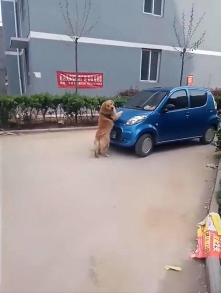 Heroic Dog In Thailand Saves Child From Being Run Over By Car - World Of Buzz 2