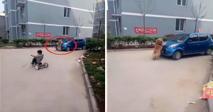 Heroic Dog in Thailand Saves Child from Being Run Over by Car - World Of Buzz 3