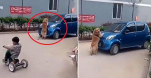 Heroic Dog in Thailand Saves Child from Being Run Over by Car - World Of Buzz 4