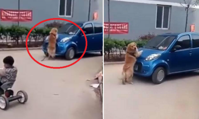 Heroic Dog In Thailand Saves Child From Being Run Over By Car - World Of Buzz 4