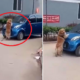 Heroic Dog In Thailand Saves Child From Being Run Over By Car - World Of Buzz 4