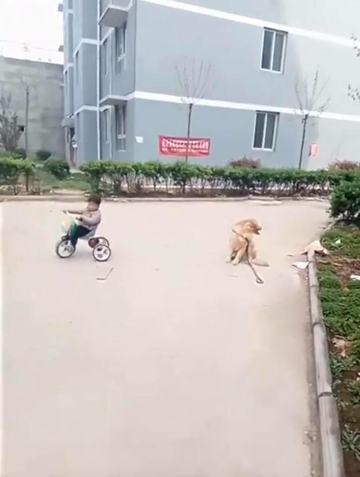 Heroic Dog In Thailand Saves Child From Being Run Over By Car - World Of Buzz