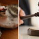 Malaysian Man Gets Charged In Court Just Because He Wanted To Keep His Kitten - World Of Buzz 4
