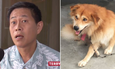 Singaporean Man Apologises For Mercilessly Attacking Guard Dog In Puchong - World Of Buzz 4