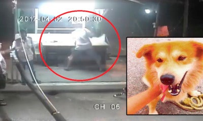 Singaporean Man Who Violently Beat Dog Dropped By U.s. Firm - World Of Buzz