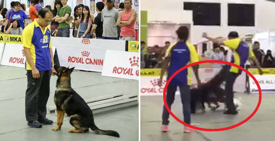 Trainer Kicking Dog At Obedience Test Upset Malaysians - World Of Buzz