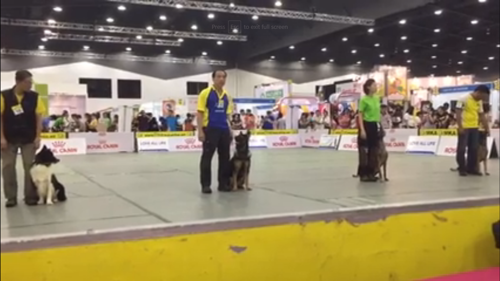 Trainer Kicks Dog At Obedience Test Upset Malaysians - World Of Buzz