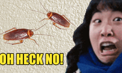 15 Things Malaysians Who Hate Cockroaches Will Totally Understand - World Of Buzz 2