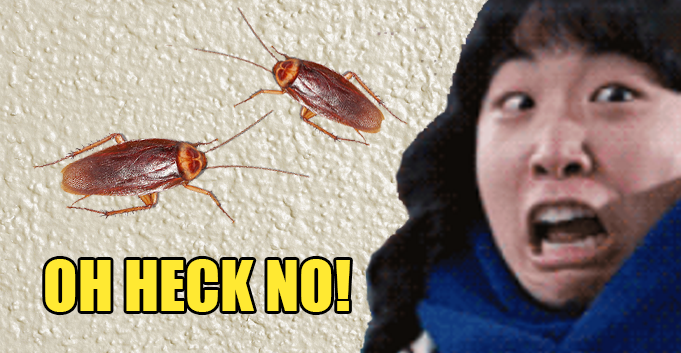 15 Things Malaysians Who Hate Cockroaches Will Totally Understand - World Of Buzz 2