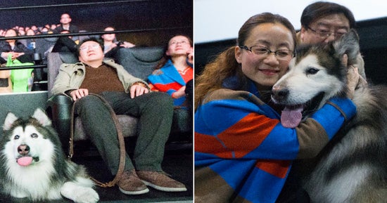 Chinese Owners Fulfill Dogs Wish To Visit The Cinema Before Going Blind World Of Buzz