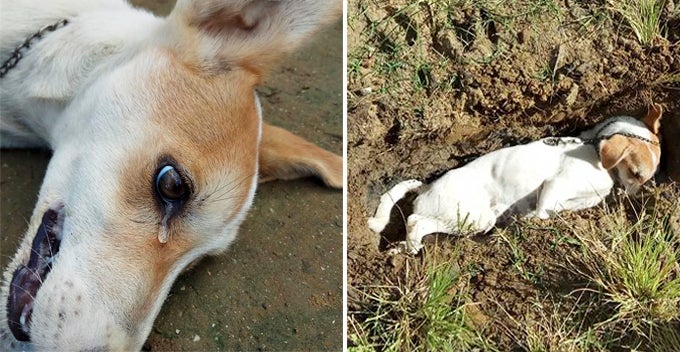 Dog Sheds Tears While Slowly Dying Away After Poisoned By Thieves World Of Buzz 1
