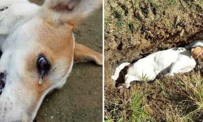 Dog Sheds Tears While Slowly Dying Away After Poisoned By Thieves - World Of Buzz