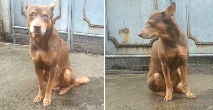Faithful Dog Waits For His Owner, Not Knowing They Had Abandoned Him - World Of Buzz