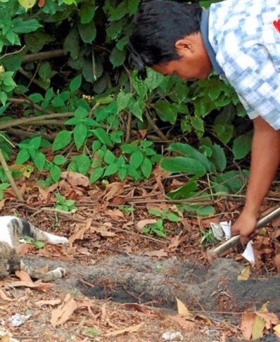 Kindhearted Malaysian Man Buries Dead Cats For An Amazing Reason - World Of Buzz 3