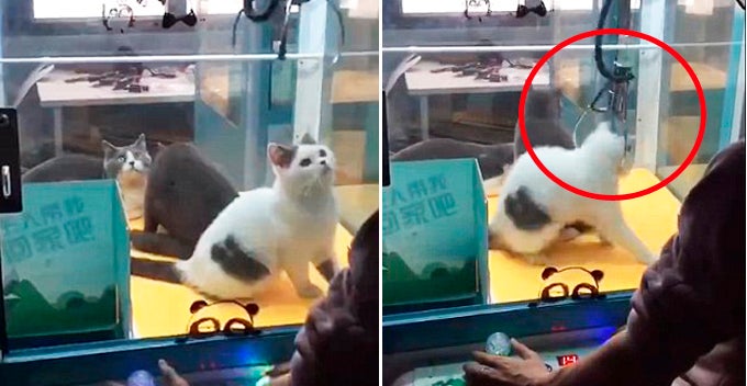 Live Cats Replacing Soft Toys Sit Helplessly Inside Claw Machine In China - World Of Buzz