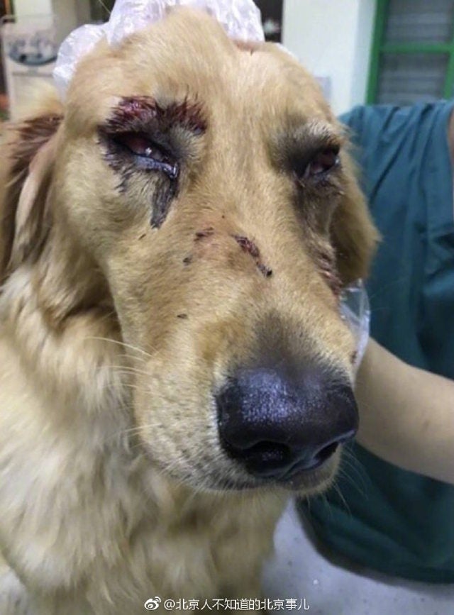 Pet Dog Suffers Heavy Injuries Due To Alleged Abuse From China Airport Staff - World Of Buzz 1