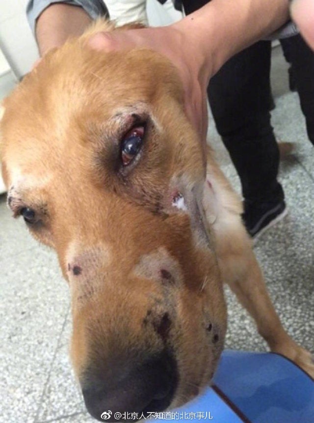Pet Dog Suffers Heavy Injuries Due To Alleged Abuse From China Airport Staff - World Of Buzz 4