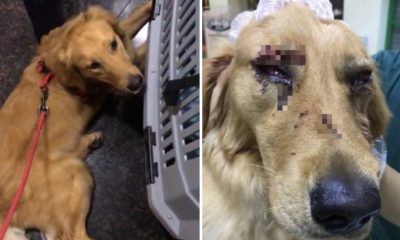 Pet Dog Suffers Heavy Injuries Due To Alleged Abuse From China Airport Staff - World Of Buzz 5
