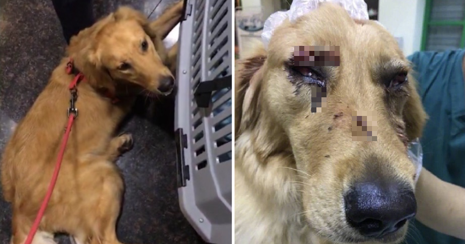 Pet Dog Suffers Heavy Injuries Due To Alleged Abuse From China Airport Staff - World Of Buzz 5