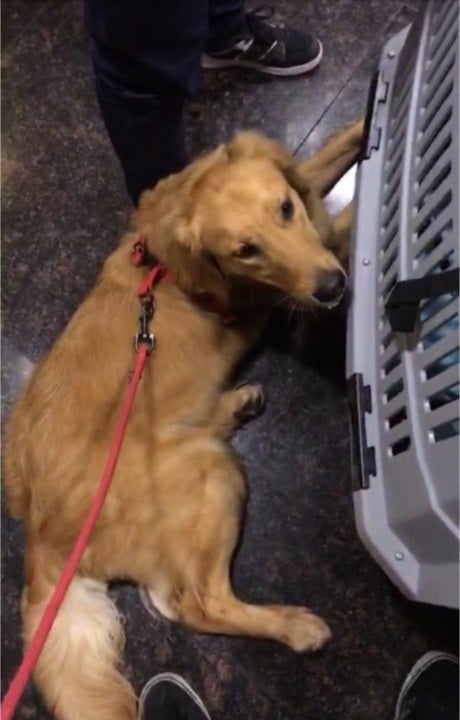 Pet Dog Suffers Heavy Injuries Due to Alleged Abuse from China Airport Staff - World Of Buzz