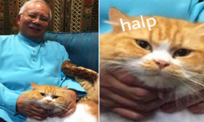 Pm Najib Tweets Picture With His Cat, Malaysian Netizens Go Crazy - World Of Buzz