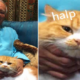 Pm Najib Tweets Picture With His Cat, Malaysian Netizens Go Crazy - World Of Buzz