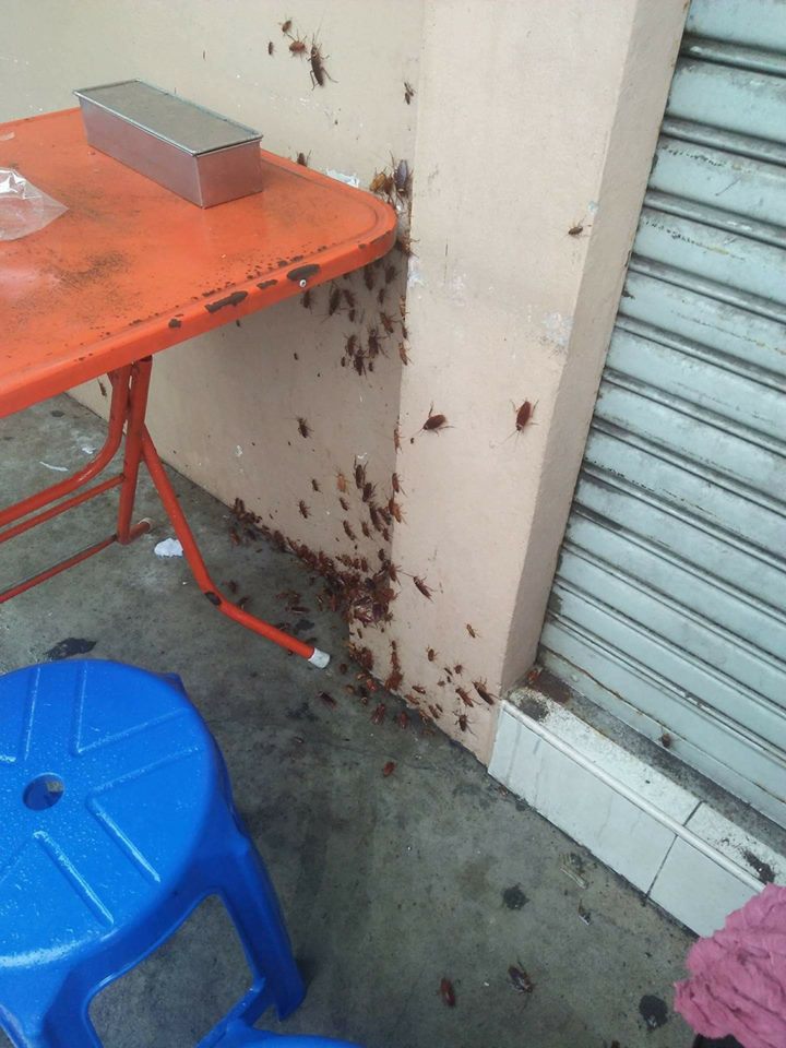 Thai Woman Finishes Eatin Lunch Accompanied by Dozens of Cockroaches - World Of Buzz