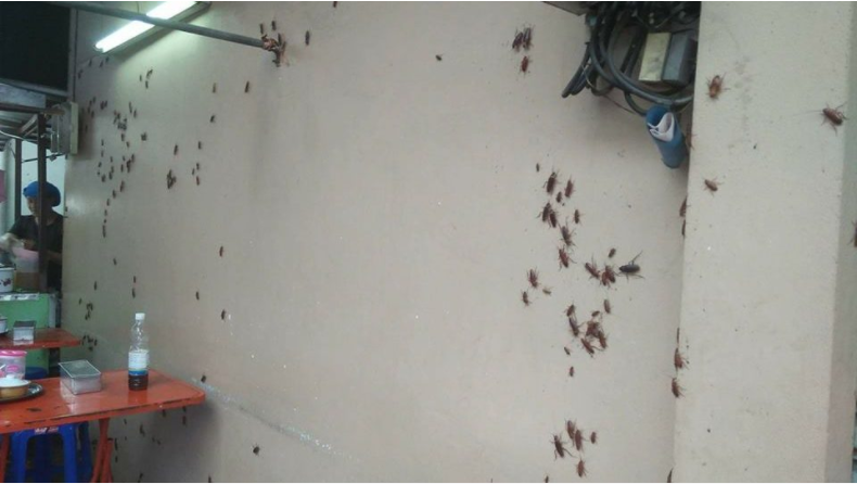 Thai Woman Finishes Eating Delicious Lunch Despite Being Accompanied by Dozens of Cockroaches - World Of Buzz