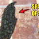 This Viral Video Of Larvae Swarming Together Is Not For Everyone - World Of Buzz 2