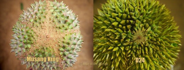 Tips in Identifying Musang King - World Of Buzz 5