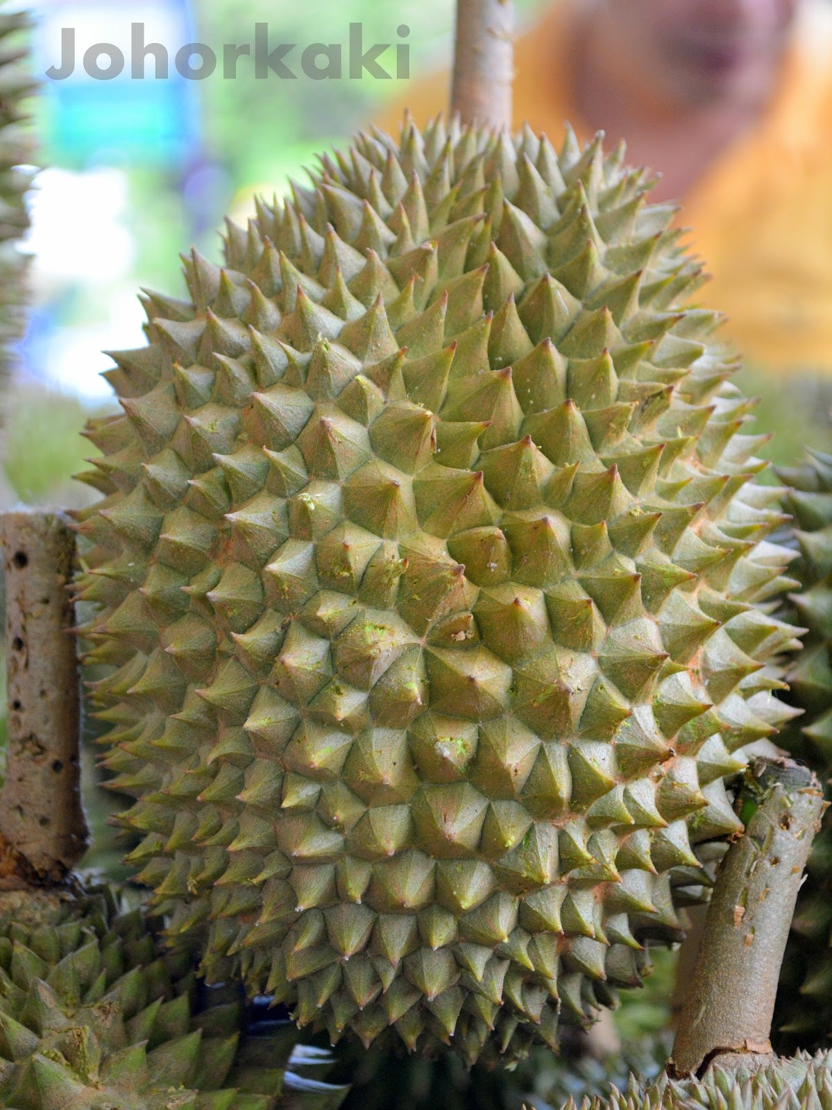 6 Easy Tips For Malaysians to Identify a Musang King Durian - WORLD OF BUZZ