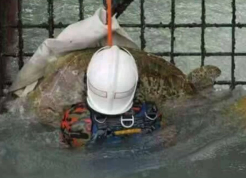 Turtle Trapped In Port Dickson Power Station Rescued By Firemen - World Of Buzz 1