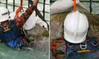 Turtle Trapped In Port Dickson Power Station Rescued By Firemen - World Of Buzz 2