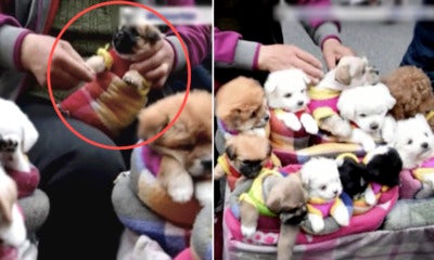 Viral Video Shows Puppies Tightly Wrapped In Cloths Are Sold Like Toys On Street - World Of Buzz 1