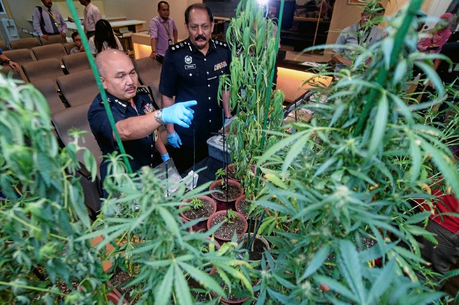 Couple Caught Growing 38 Ganja Plants in Puchong Condo Faces Death Penalty - World Of Buzz 1