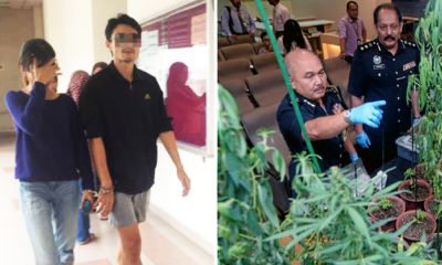 Couple Caught Growing 38 Ganja Plants In Puchong Condo Faces Death Penalty - World Of Buzz 4