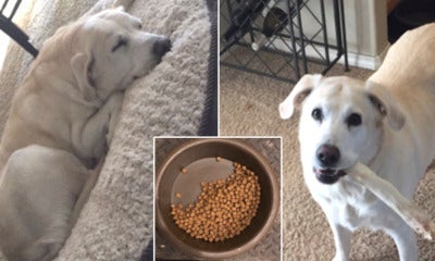 Heartbroken Labrador Still Leaves Half Of The Food For Her Best Friend Who Just Died - World Of Buzz