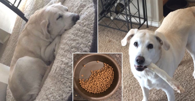 Heartbroken Labrador Still Leaves Half Of The Food For Her Best Friend Who Just Died - World Of Buzz