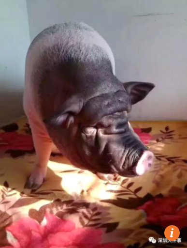 Huge Pet Pig's Snoring Disrupts Peace, Causes Chinese Family to Move Six Times - World Of Buzz 1