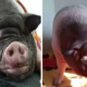Huge Pet Pig'S Snoring Disrupts Peace, Causes Chinese Family To Move Six Times - World Of Buzz 3