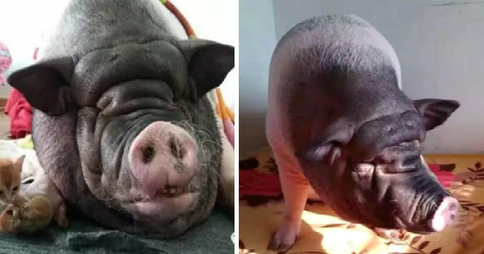 Huge Pet Pig'S Snoring Disrupts Peace, Causes Chinese Family To Move Six Times - World Of Buzz 3
